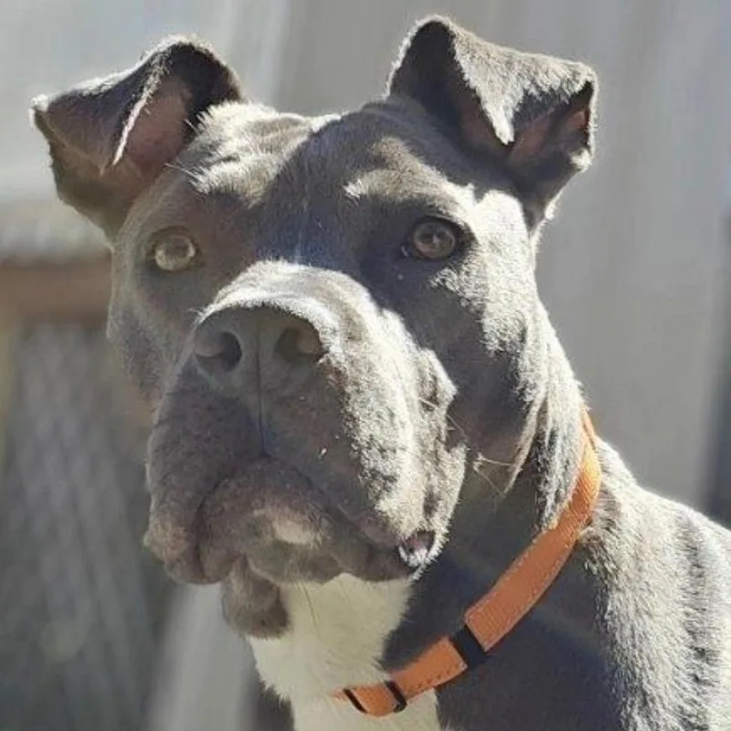 An adult medium-sized male Gray / Blue / Silver Pit Bull Terrier dog named Opie for adoption in Carmel, NY