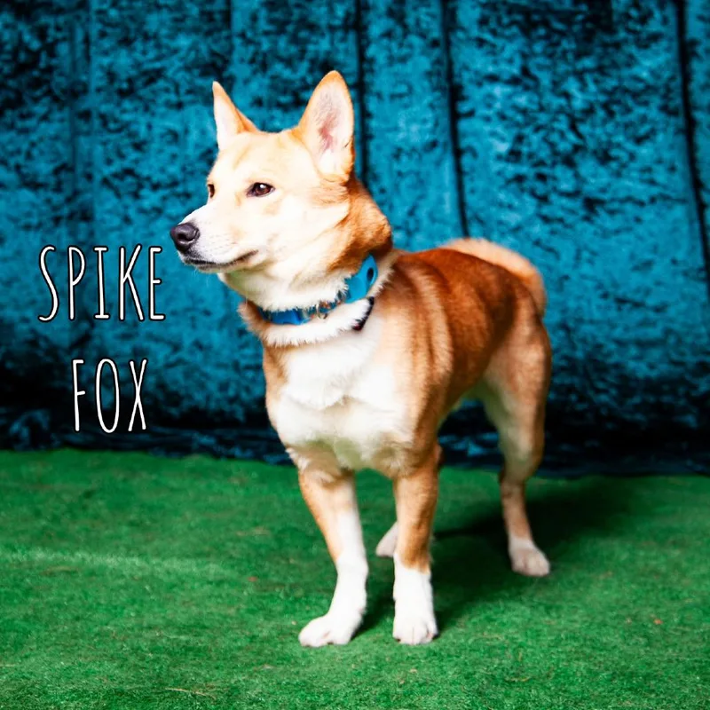 Spike Fox