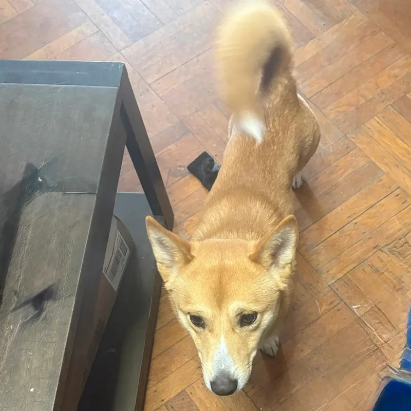 Spike Fox thumbnail 2