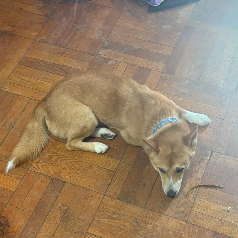 Spike Fox thumbnail 3