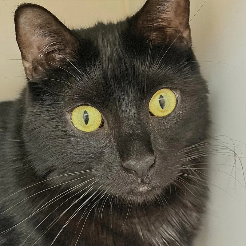 An adult large-sized male Black Domestic Short Hair cat named Midnight for adoption in Champaign, IL