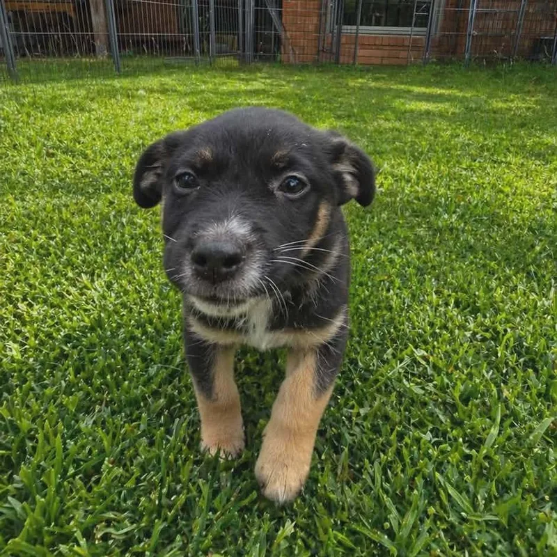 A baby small-sized male Black Cairn Terrier dog named Tonka for adoption in Seguin, TX