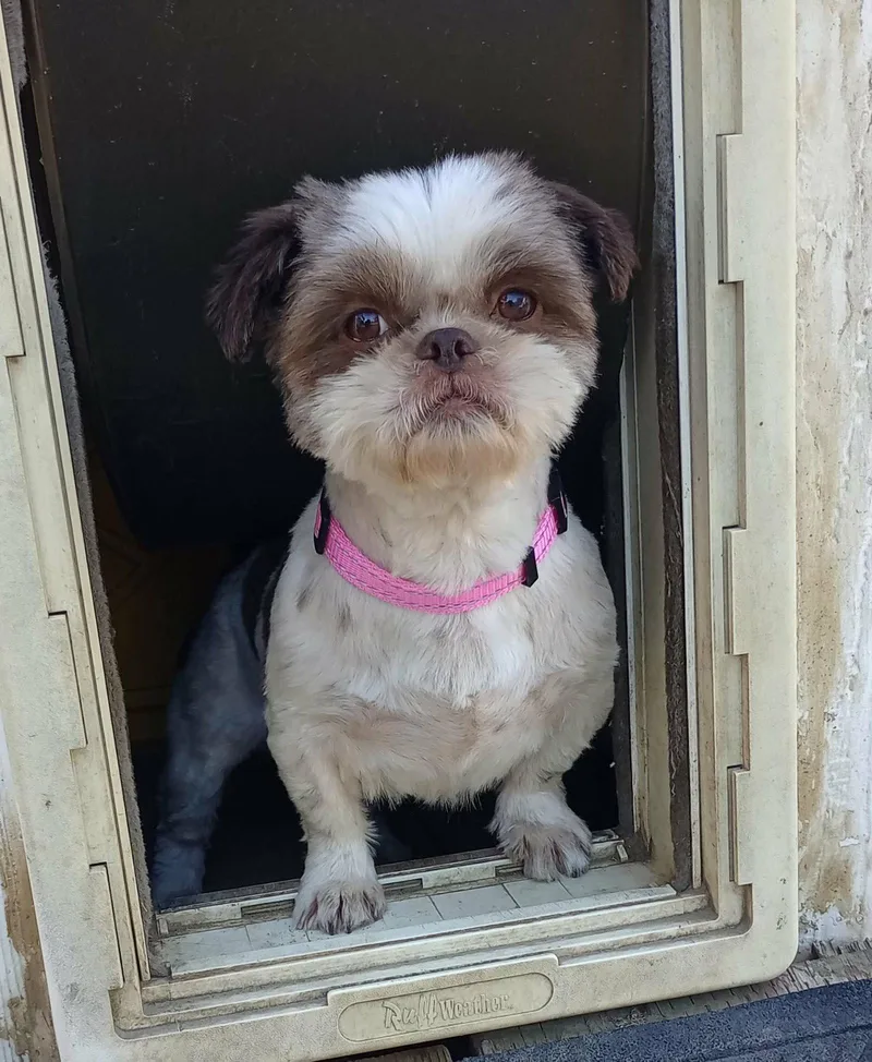 An adult small-sized female Shih Tzu dog named Daisy for adoption in Visalia, CA
