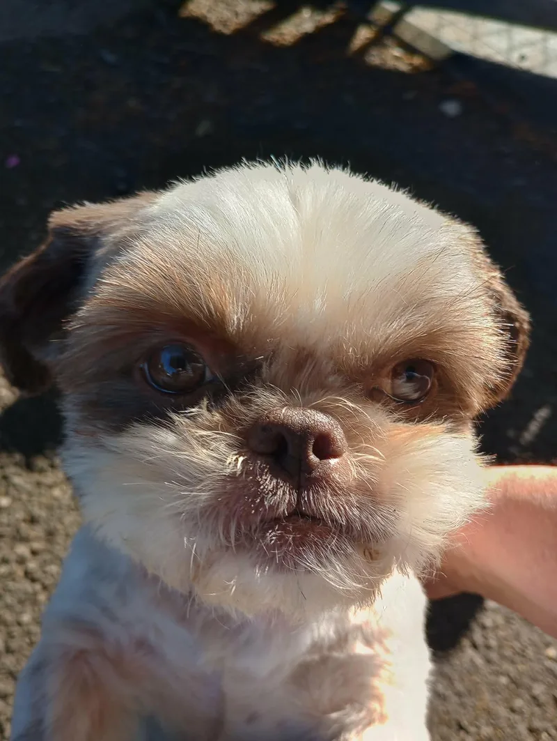 Daisy thumbnail 3