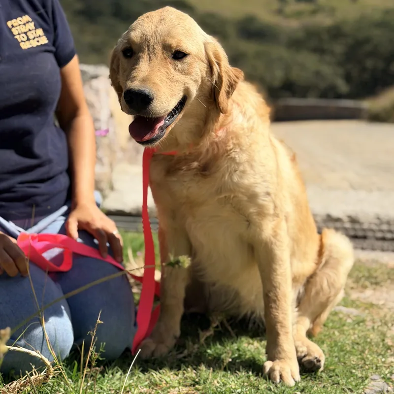 A young medium-sized female Golden Retriever dog named Mona for adoption in Manvel, TX