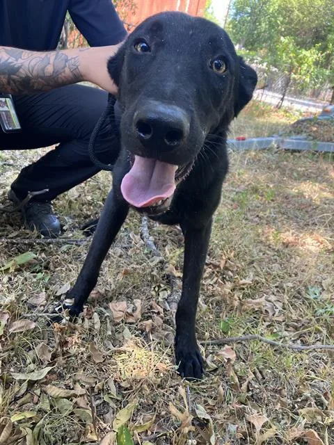 A young large-sized male Mixed Breed dog named Zigi for adoption in Dallas, TX