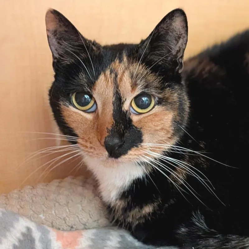 An adult medium-sized female Calico Domestic Short Hair cat named Stephanie for adoption in Washington Township, OH