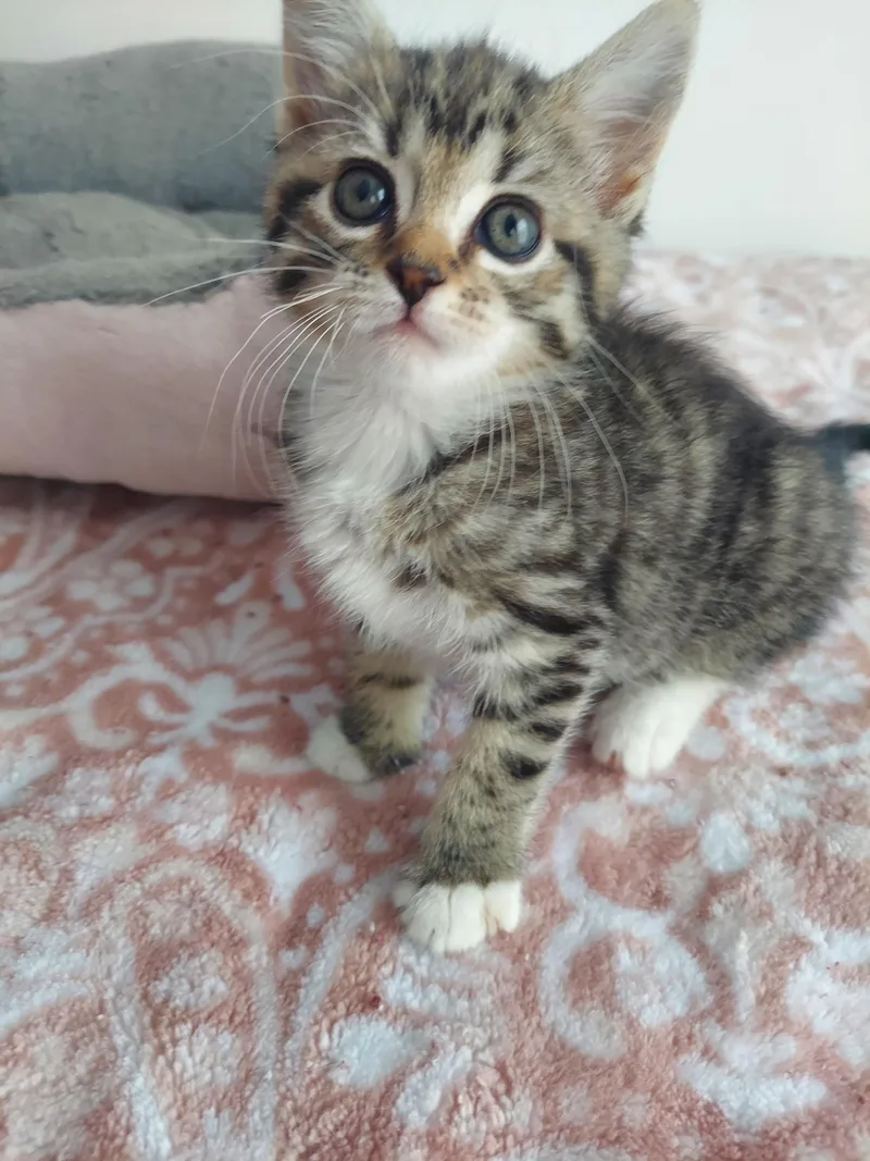 A baby small-sized female Domestic Short Hair cat named Margo for adoption in Davidson, NC