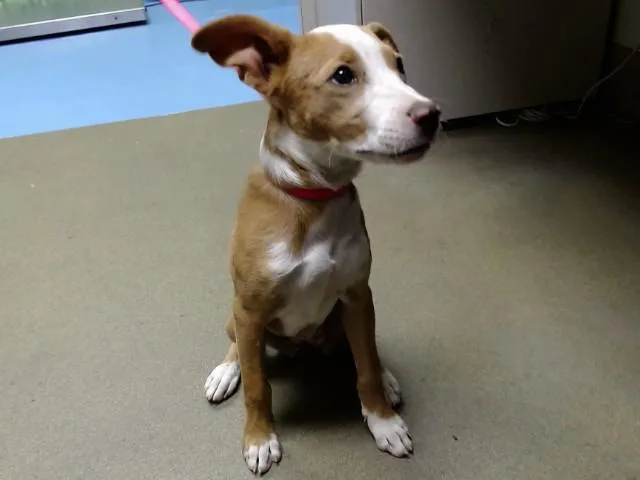 A baby medium-sized female Yellow / Tan / Blond / Fawn Pit Bull Terrier dog named SAVE ME PLEASE This for adoption in San Marcos, CA