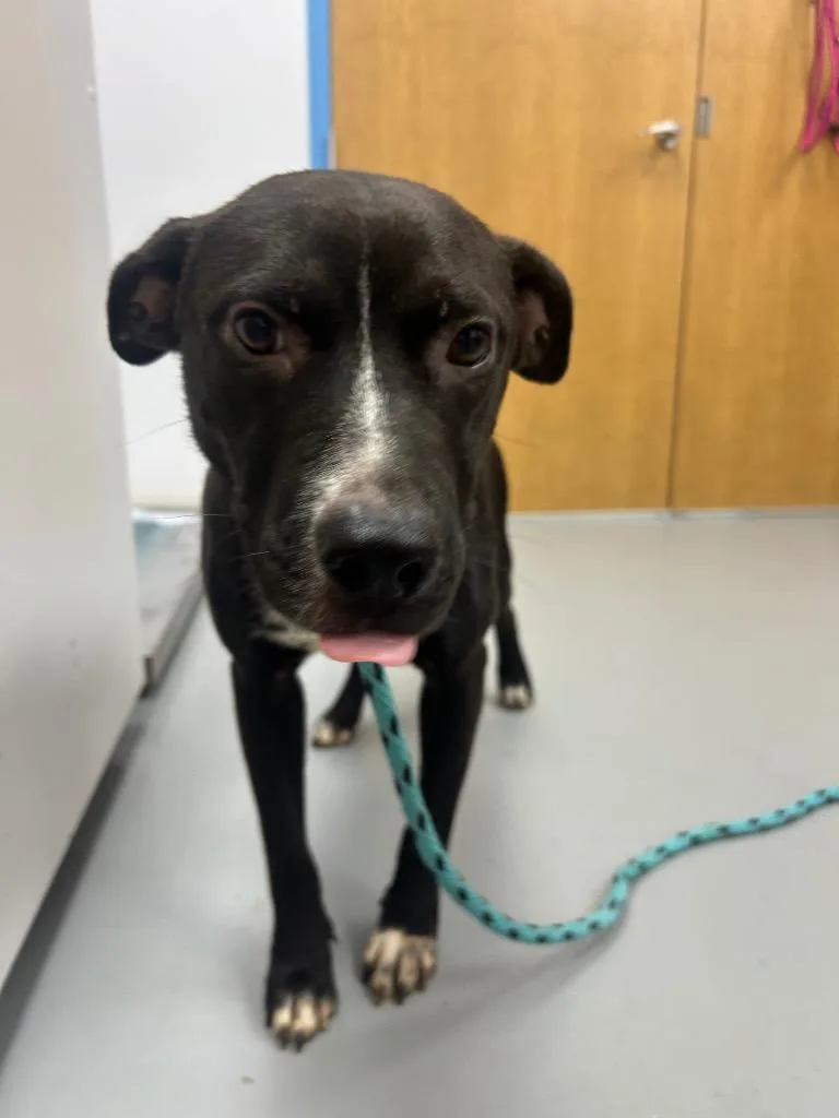 A young medium-sized male Pit Bull Terrier dog named Crow for adoption in Hartsville, SC