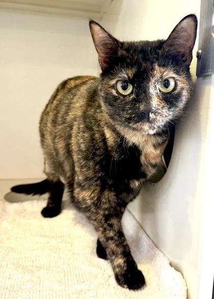 An adult small-sized female Tortoiseshell Domestic Short Hair cat named Maggie for adoption in Fernandina Beach, FL