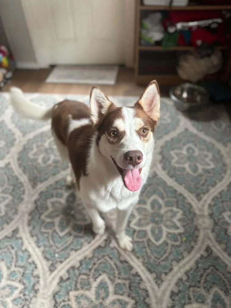 An adult medium-sized male Tricolor (Brown, Black, & White) Husky dog named Mojo for adoption in San Leon, TX
