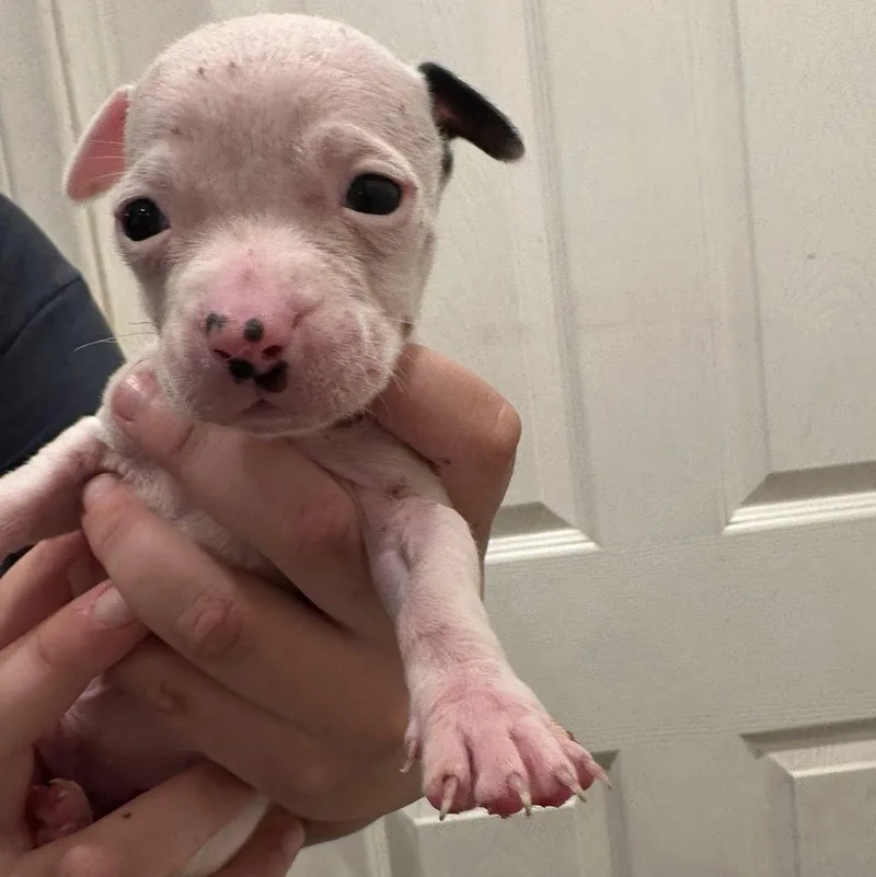 A baby medium-sized male White / Cream Pit Bull Terrier dog named Shrimp for adoption in Agua Dulce, CA
