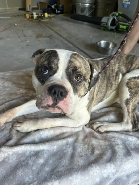 An adult large-sized male American Bulldog dog named Bruce for adoption in Newton, NC