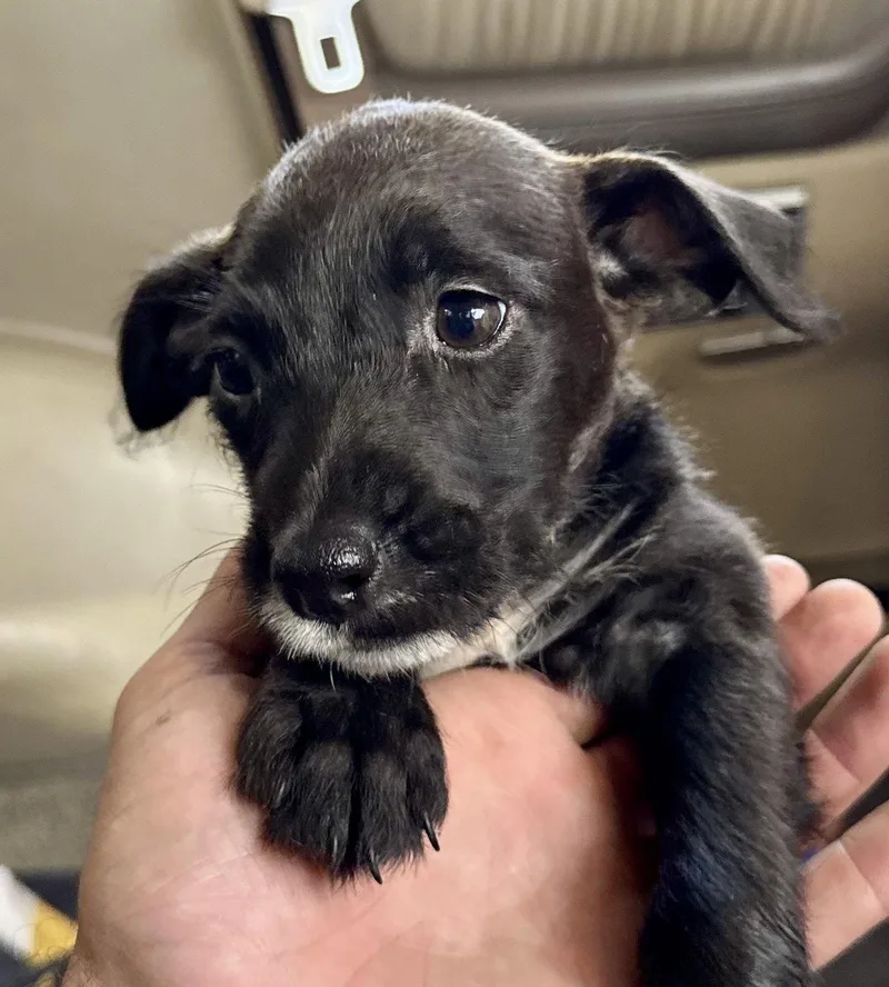 A baby small-sized female Terrier dog named Tux for adoption in Lake Hopatcong, NJ