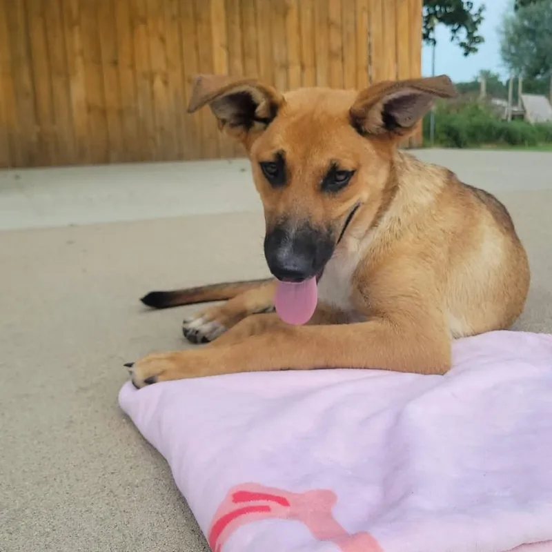 A young medium-sized female Collie dog named Roxy for adoption in CHANUTE, KS