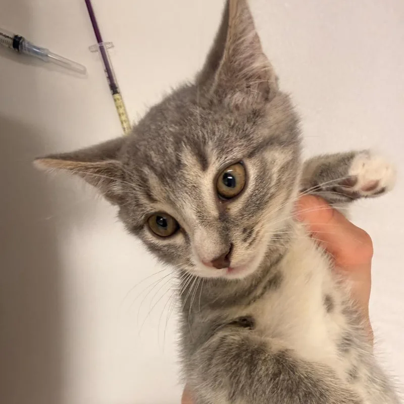 A baby small-sized male White Domestic Short Hair cat named Mr. Bumble for adoption in Chattanooga, TN