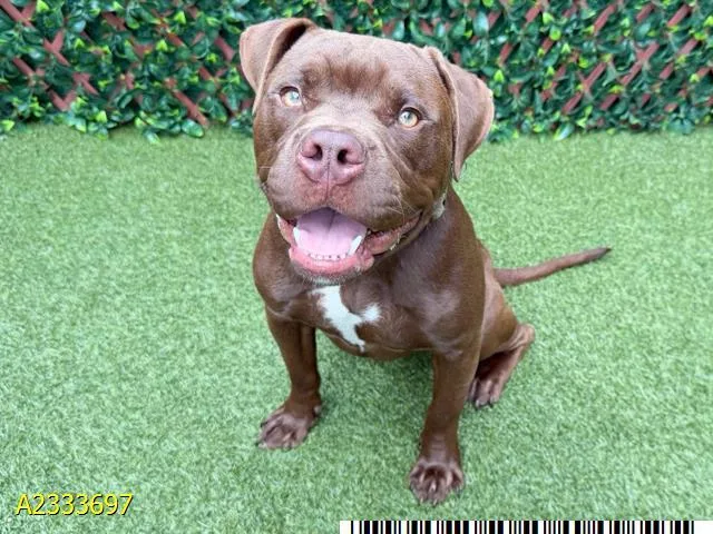 A young medium-sized male Mixed Breed dog named Mudflap for adoption in West Palm Beach, FL
