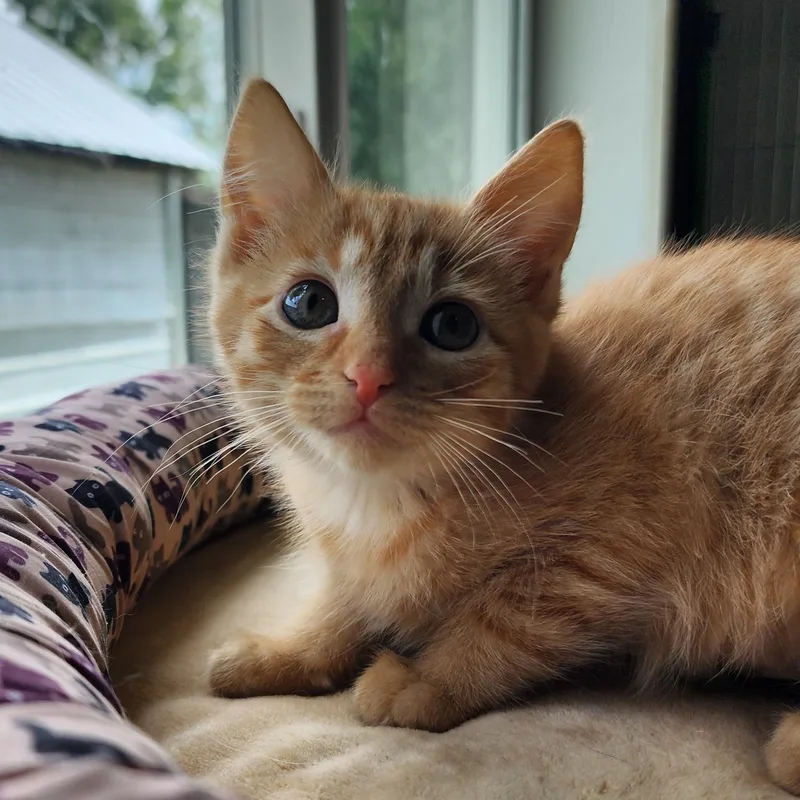 A baby medium-sized female Tabby (Orange / Red) Domestic Short Hair cat named Wanda for adoption in Ely, MN