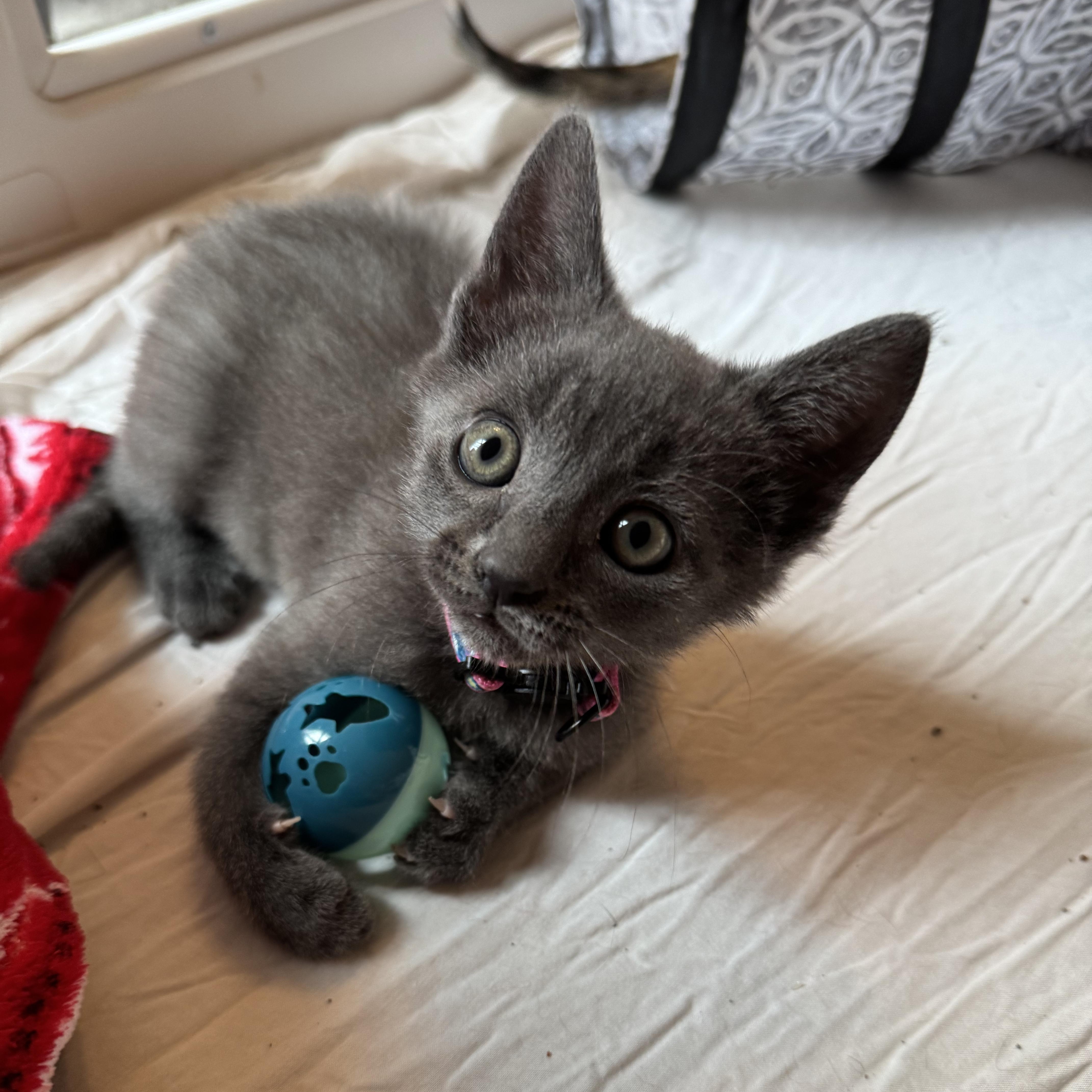 A baby medium-sized female Gray / Blue / Silver Domestic Short Hair cat named Elsie for adoption in Murfreesboro, TN