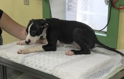 A baby medium-sized male Terrier dog named Quin for adoption in Picayune, MS