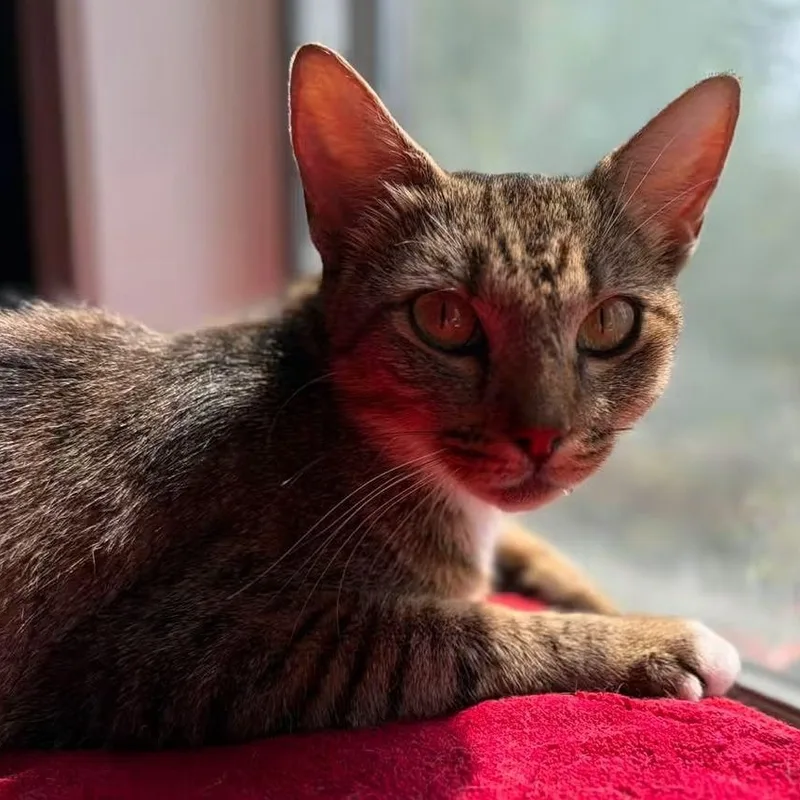 A young medium-sized female Domestic Short Hair cat named Jo for adoption in Huntington, MA