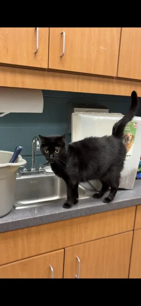 A senior medium-sized female Domestic Short Hair cat named Tater for adoption in Johnson City, TN