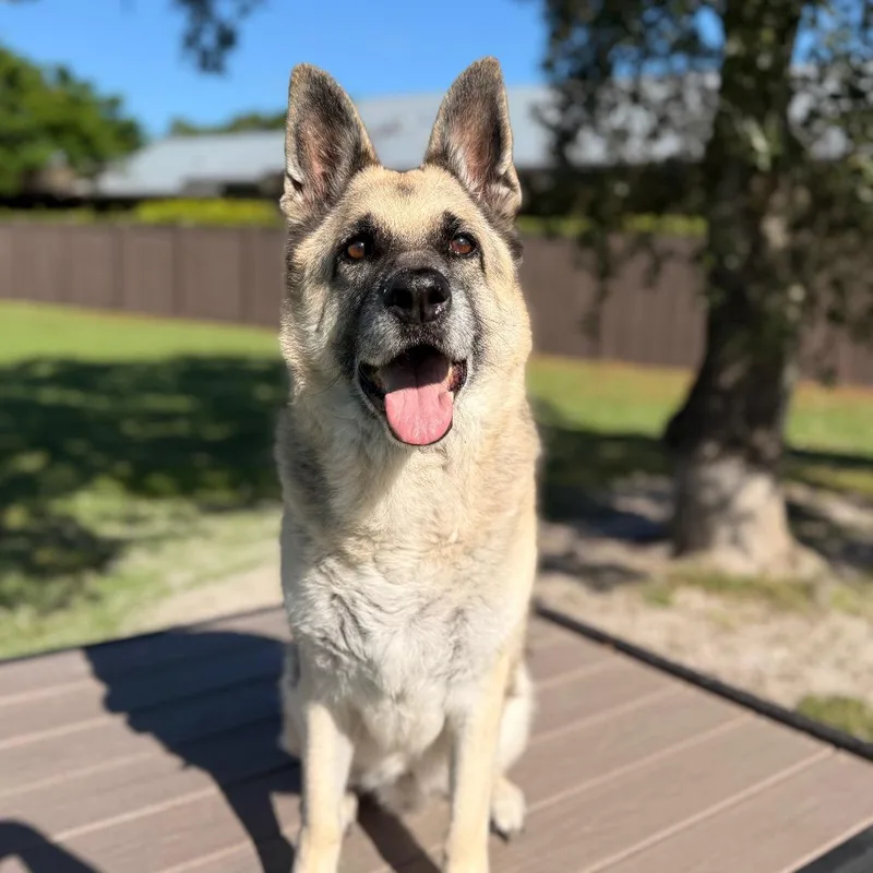 Rocky Aka Iggy thumbnail 2