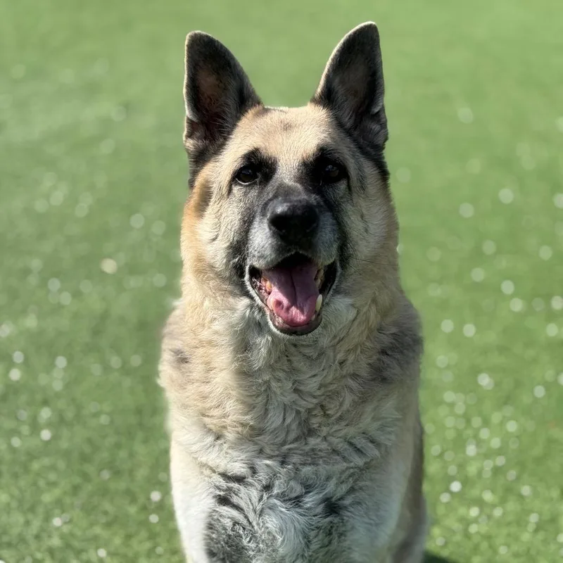 Rocky Aka Iggy thumbnail 3