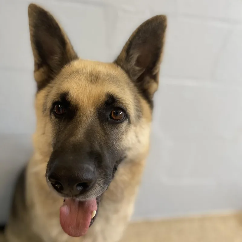 Rocky Aka Iggy thumbnail 4