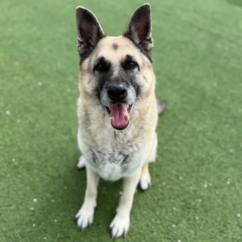 Rocky Aka Iggy thumbnail 5