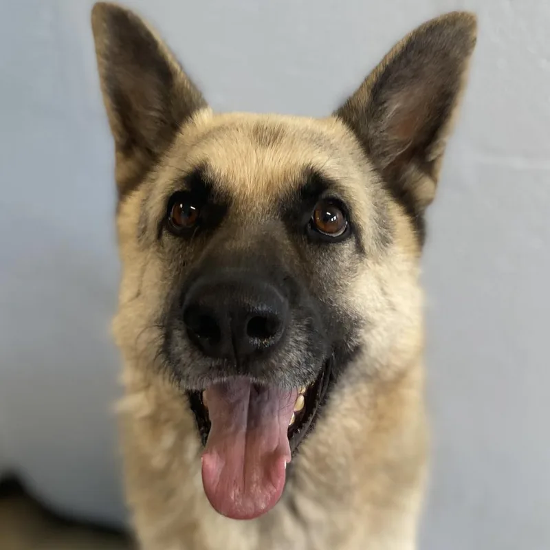 Rocky Aka Iggy thumbnail 6