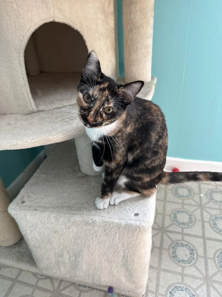 A baby small-sized female Black & White / Tuxedo Calico cat named Sage for adoption in Dallas, TX
