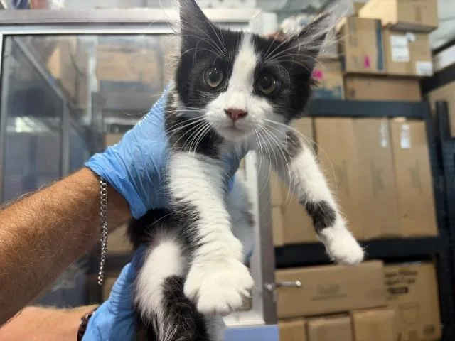 A baby small-sized female Domestic Short Hair cat named Ivy for adoption in San Bernardino, CA