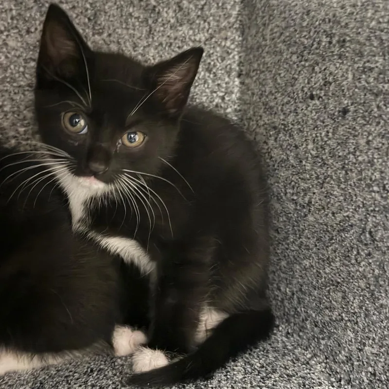 A baby small-sized female Black Domestic Short Hair cat named Asterid for adoption in Greenville, SC