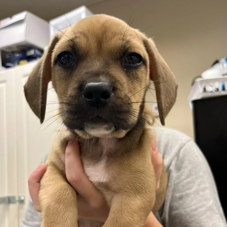 A baby medium-sized male Brown / Chocolate Mixed Breed dog named Juko for adoption in Lake Panasoffkee, FL