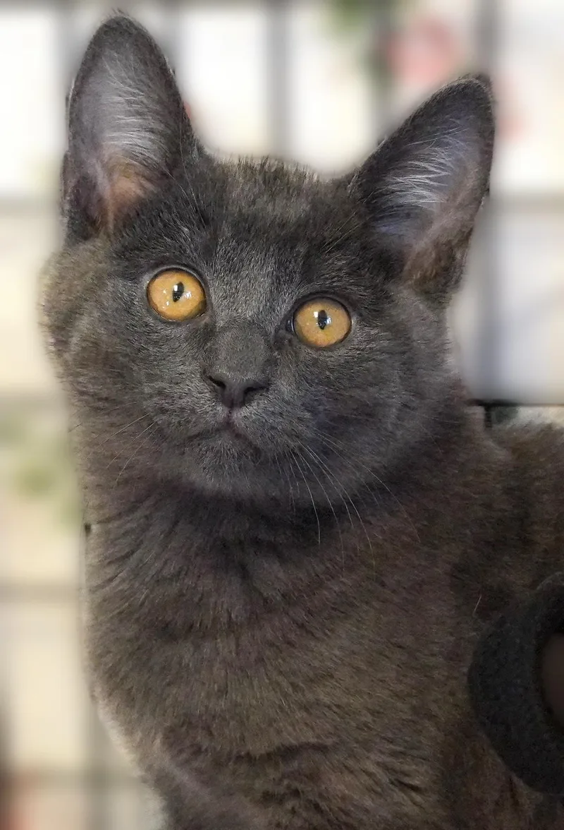 A baby medium-sized female Domestic Short Hair cat named Wee Bonnie for adoption in Grants Pass, OR