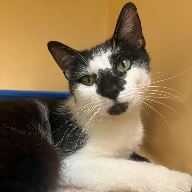 A young medium-sized male White Domestic Short Hair cat named Potassium for adoption in East Hanover, NJ
