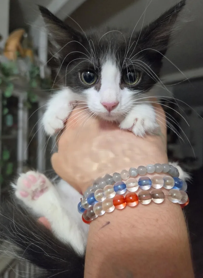 Fowler thumbnail 3