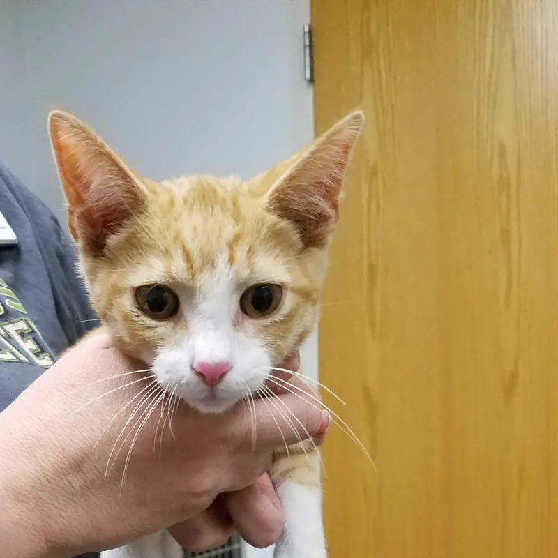 An adult large-sized male Orange / Red Domestic Short Hair cat named Solomon for adoption in Ottawa, KS