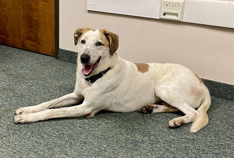 Fantasia thumbnail 2