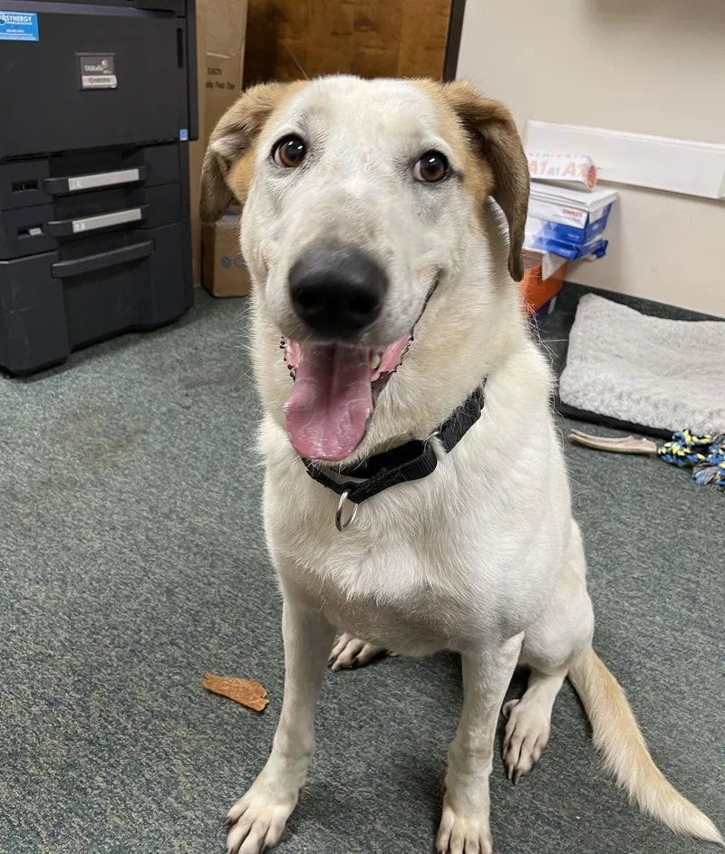 Fantasia thumbnail 3