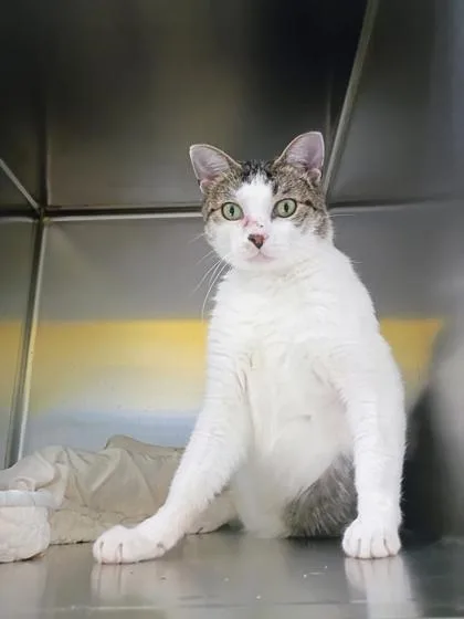 An adult small-sized male Domestic Short Hair cat named Apollo for adoption in Beatrice, NE