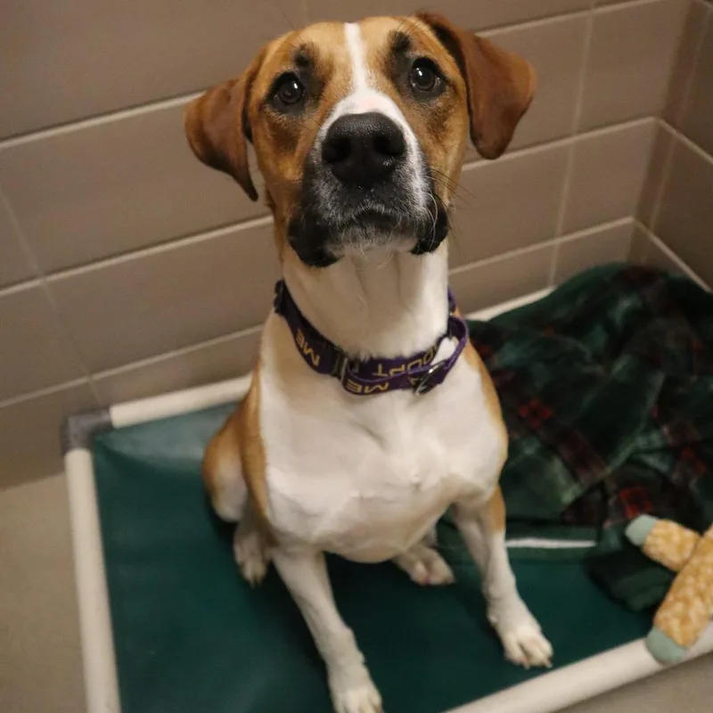An adult large-sized female Brown / Chocolate Mixed Breed dog named Gracie for adoption in Waukesha, WI