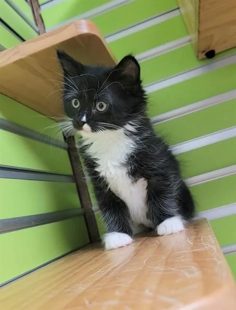 A baby small-sized female Domestic Medium Hair cat named Gertie for adoption in Saint Peters, MO