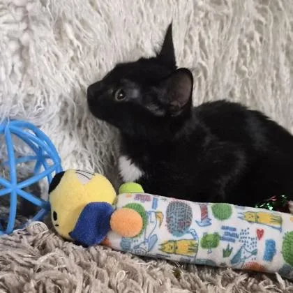 A baby small-sized male Domestic Medium Hair cat named Zain for adoption in Conway, SC