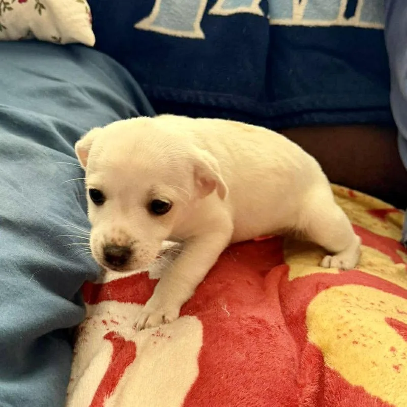 A baby small-sized female Terrier dog named Moana for adoption in Hillsborough , NC