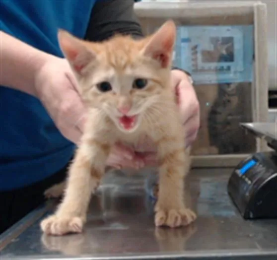 A baby small-sized male Domestic Short Hair cat named Chester for adoption in Fayetteville, NC