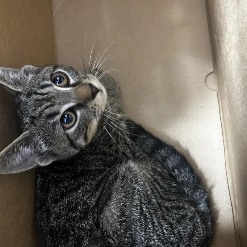 An adult small-sized male Gray / Blue / Silver Domestic Short Hair cat named AHNJStray for adoption in Newark, NJ