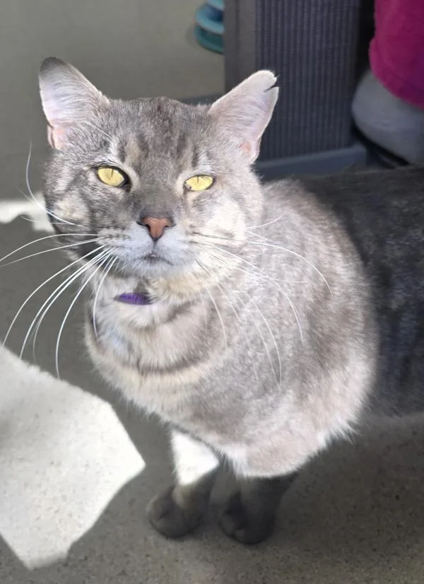An adult small-sized male Domestic Short Hair cat named Prince Charming for adoption in Sherwood, OR